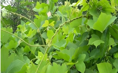 七夕寵妻狂魔就選它！二月風(fēng)雙有機野生葛根粉，健康又有文化味 