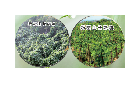 高學(xué)歷養(yǎng)生黨親測：這款雙有機野生葛根粉，憑什么成日常優(yōu)選？?