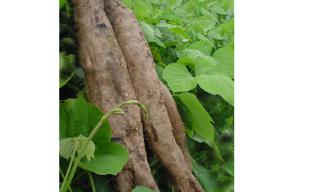 長期吃葛粉是養(yǎng)生還是傷身？科學(xué)解讀它的三大益處，讓你吃得更明白！